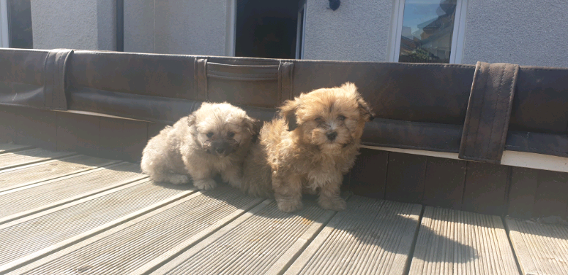 gumtree teddy bear puppies
